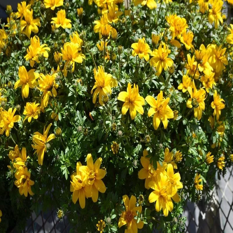 bidens-tweety Bidens 'Tweety'