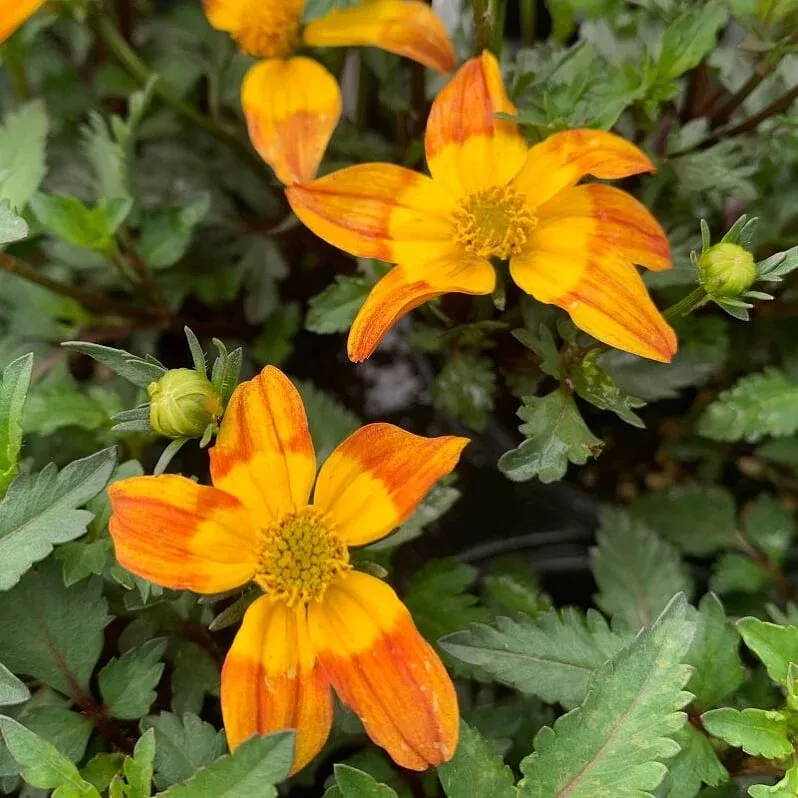 Bidens