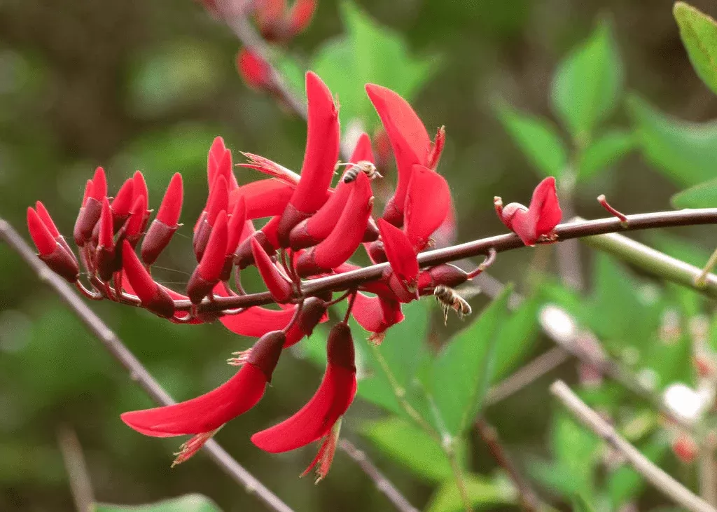 Bidwill's Coral Bean