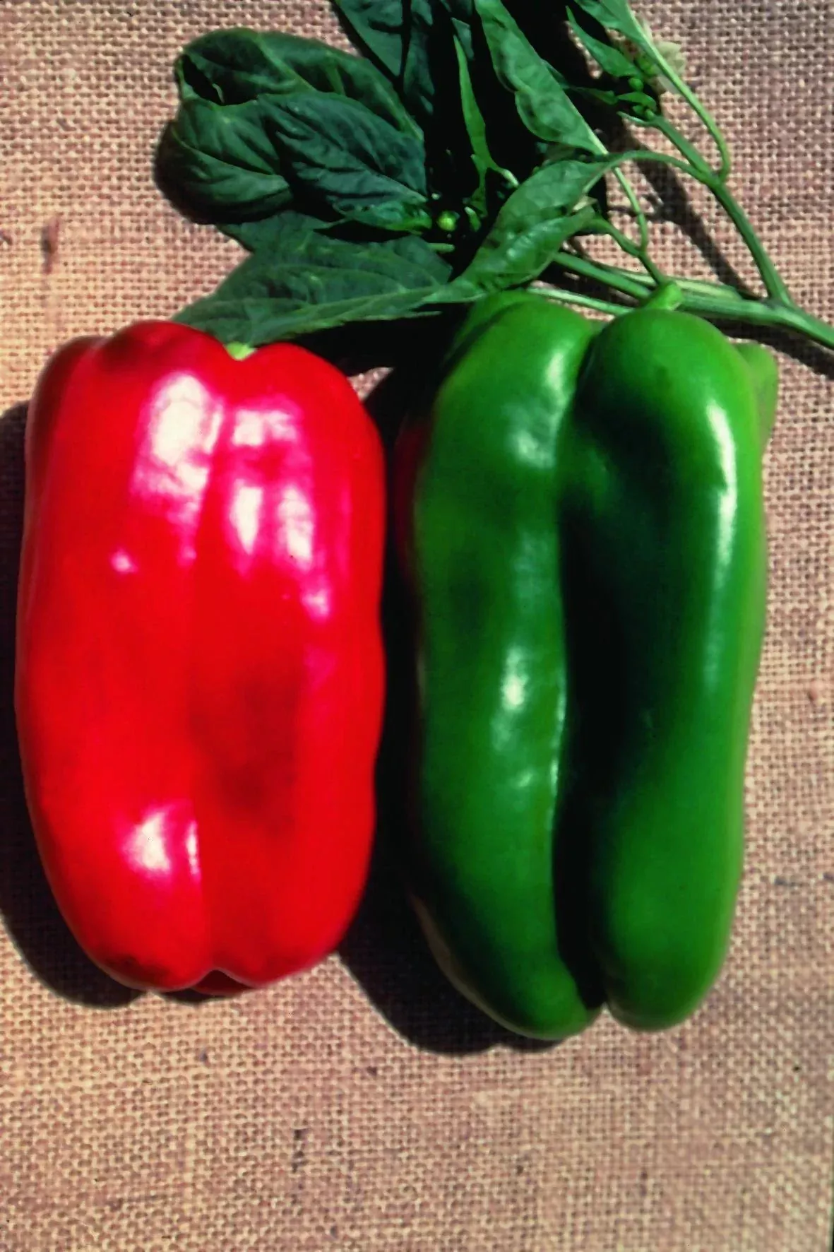 big-bertha-bell-pepper-2-pack Big Bertha Bell Pepper (2 Pack)