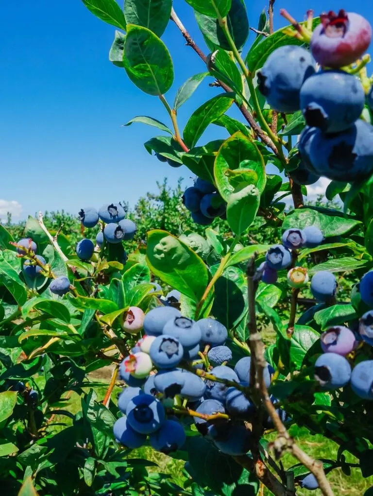 big-blueberry-bundle-no-1 Big Blueberry Bundle No.1