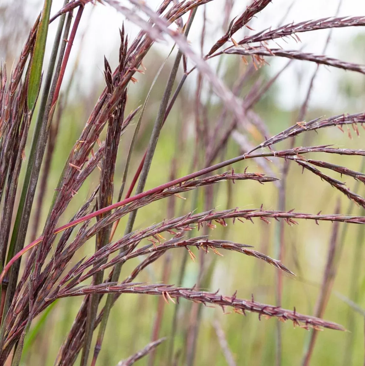 Big Bluestem 'Blackhawks'