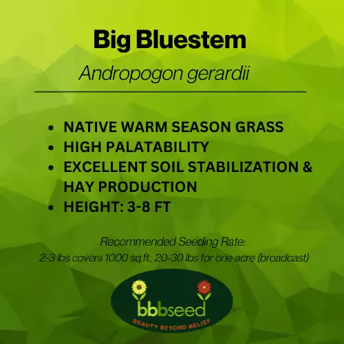 big-bluestem-grass-seed-andropogon-gerardii-vns Big Bluestem Grass Seed – Andropogon Gerardii, VNS