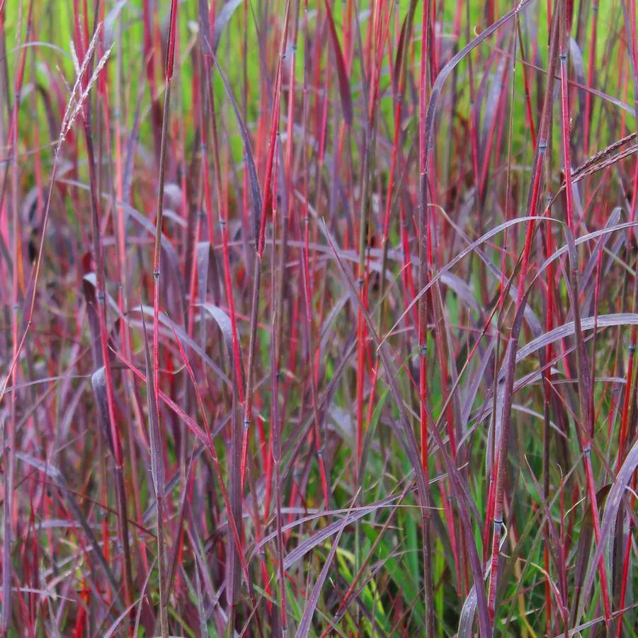 big-bluestem-red-october Big Bluestem 'Red October'