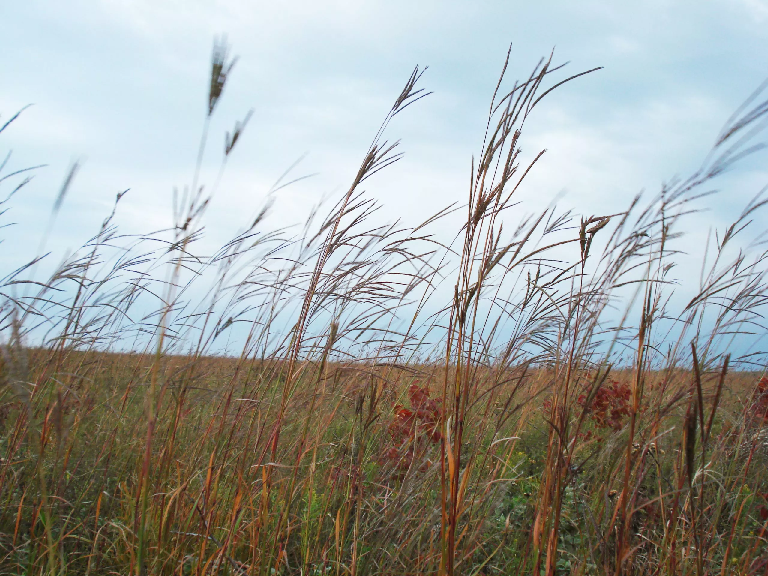 big-bluestem Big Bluestem