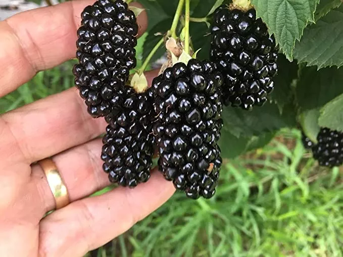 big-daddy-blackberry Big Daddy Blackberry