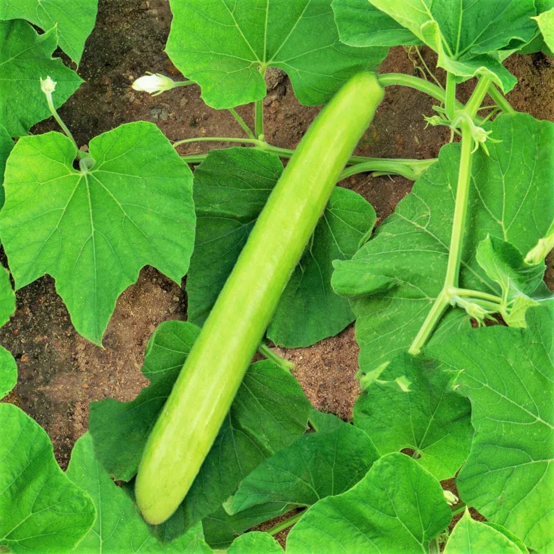 big-green-sausage-bottle-gourd Big Green Sausage Bottle Gourd