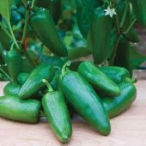 Big Guy Pepper Seeds