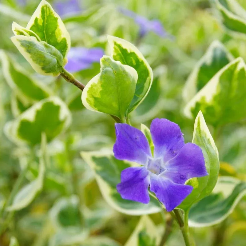 big-leaf-vinca Big Leaf Vinca