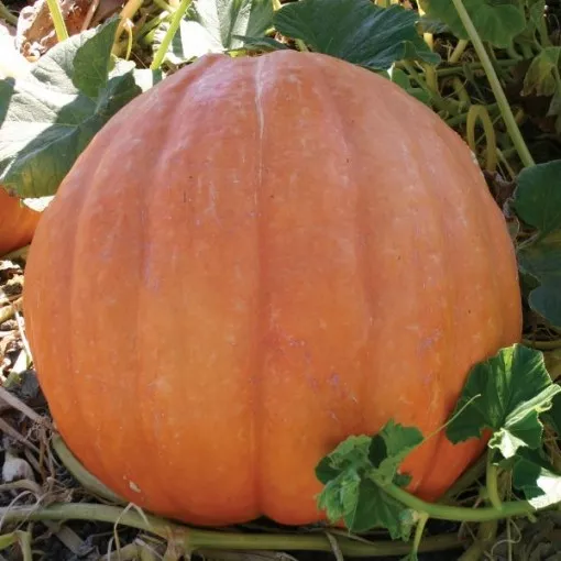 Big Moon Pumpkin Seeds
