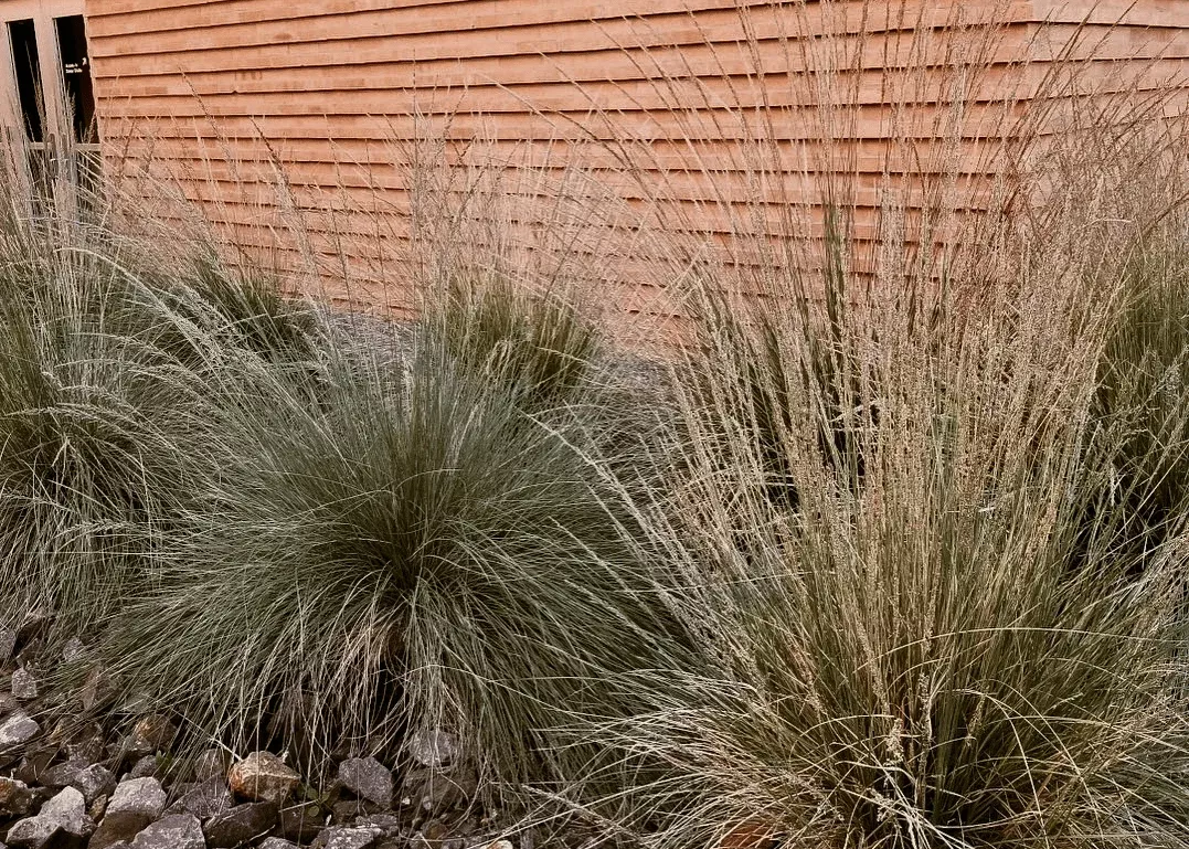 Big Muhly