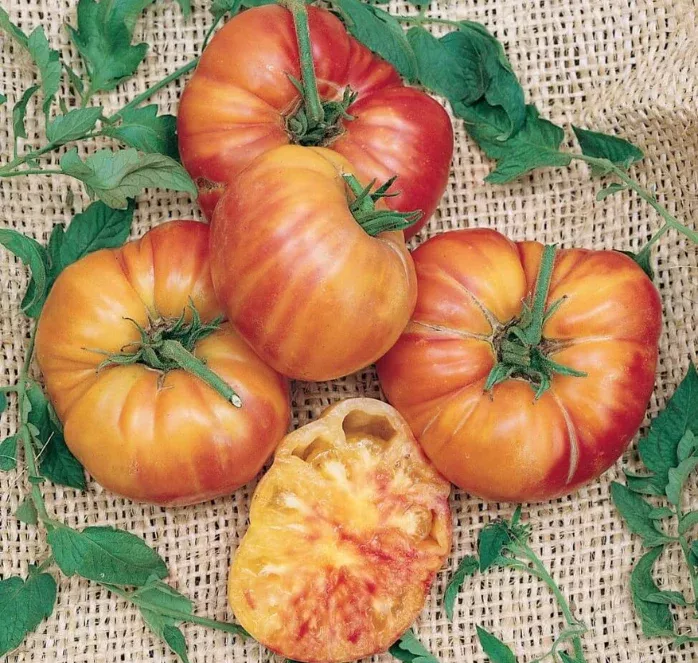 big-rainbow-tomato-seeds Big Rainbow Tomato Seeds