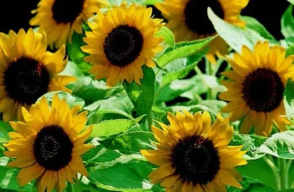 big-smile-sunflower-seeds Big Smile Sunflower Seeds