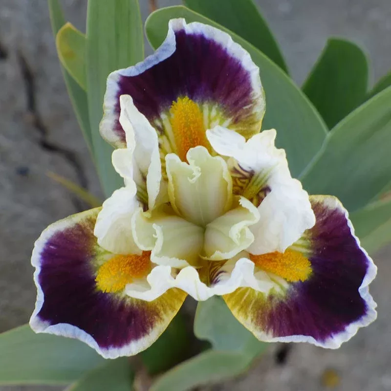 bighorn-dwarf-bearded-iris Bighorn Dwarf Bearded Iris