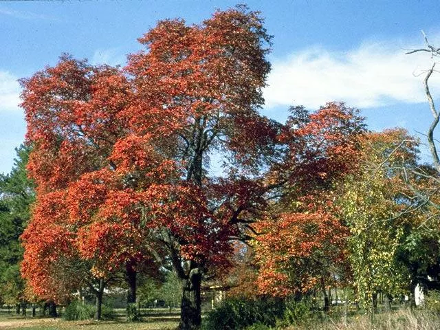 Bigtooth Maple
