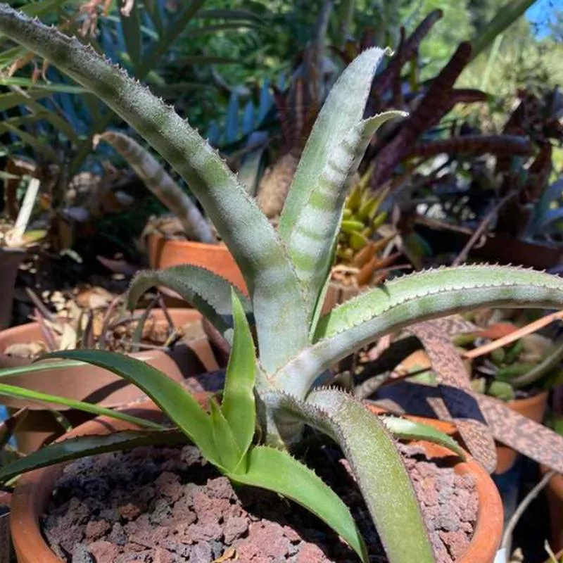 billbergia-pallidiflora Billbergia pallidiflora
