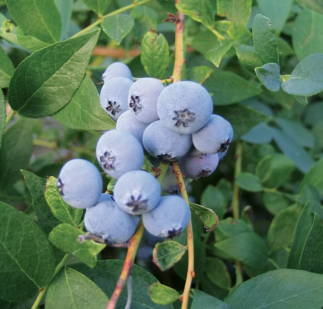 biloxi-blueberry Biloxi Blueberry
