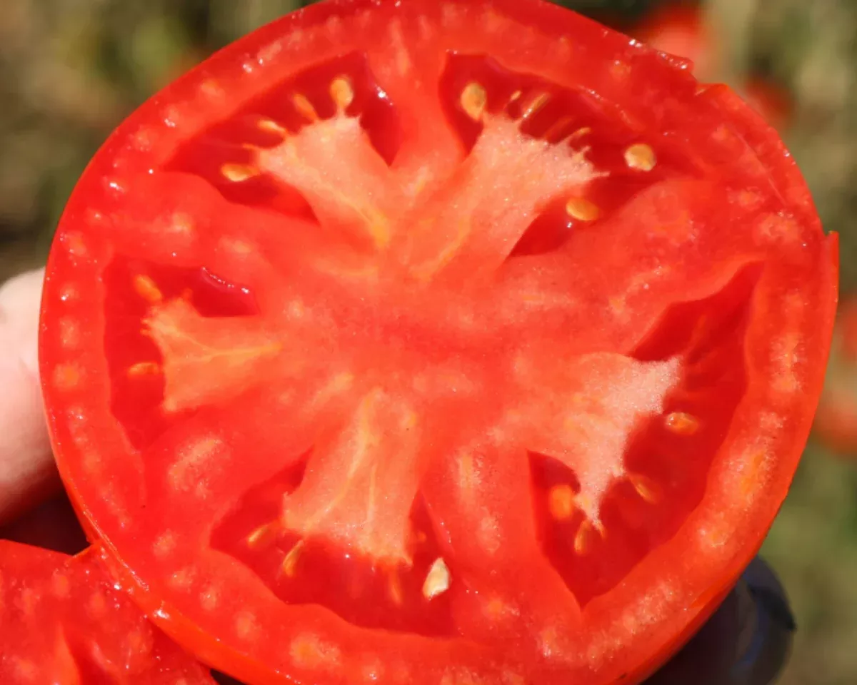 biltmore-hybrid-tomato-seeds Biltmore Hybrid Tomato Seeds