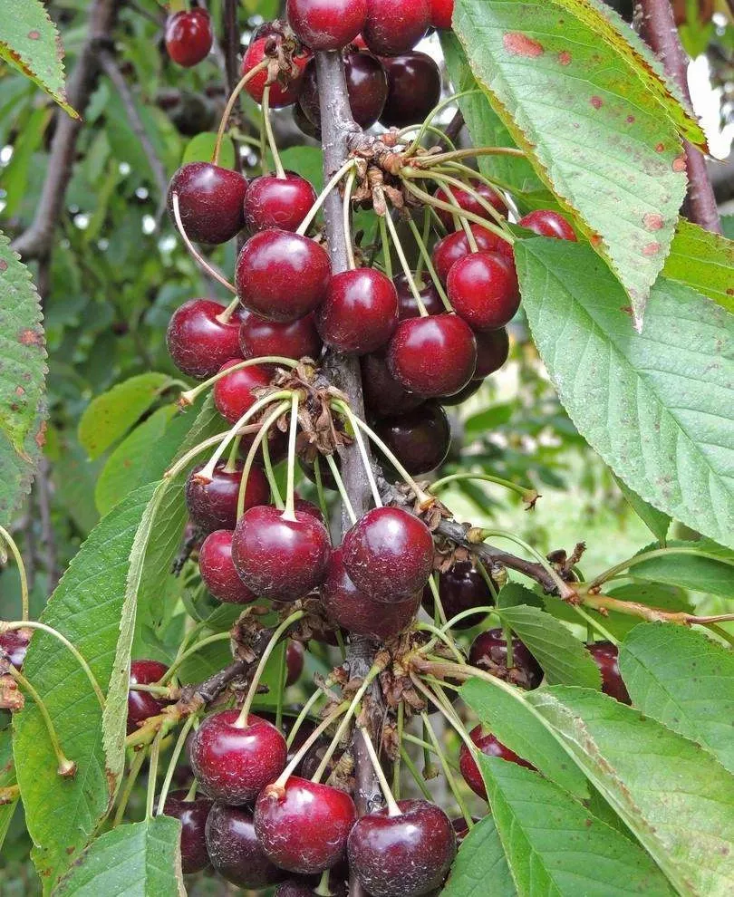 bing-cherry Bing Cherry