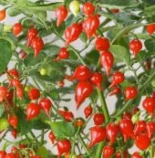 biquinho-red-pepper-seeds Biquinho Red Pepper Seeds