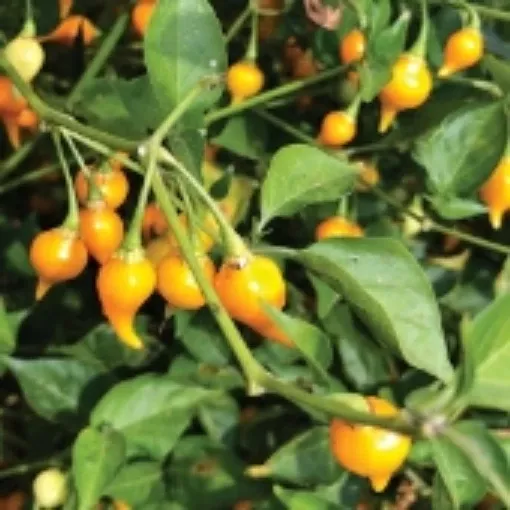biquinho-yellow-pepper-seeds Biquinho Yellow Pepper Seeds