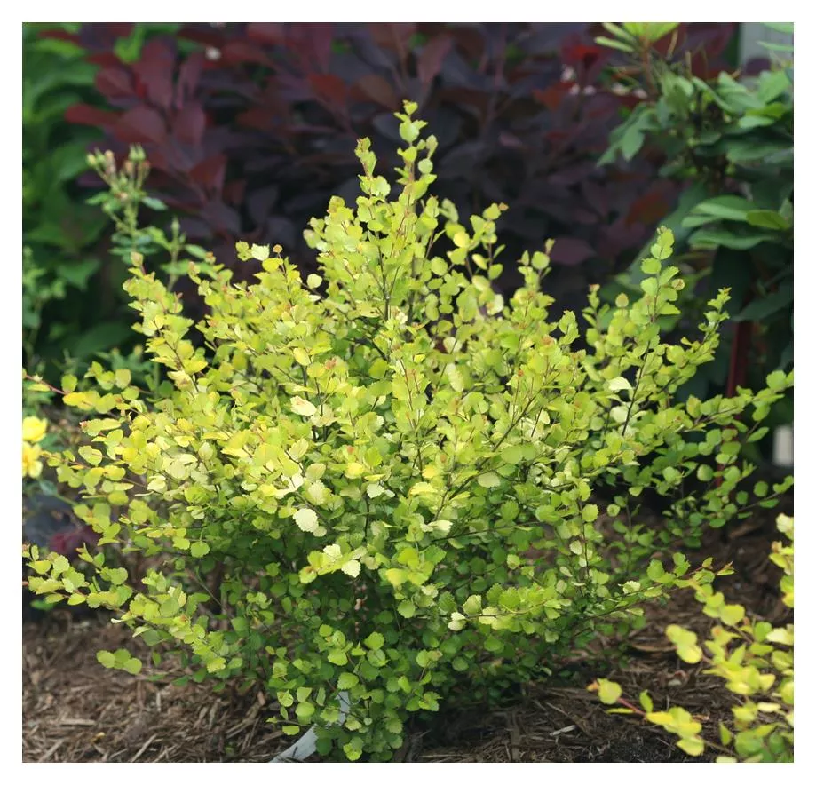 Birch:'Cesky Gold Dwarf' 8" PW (Bl)