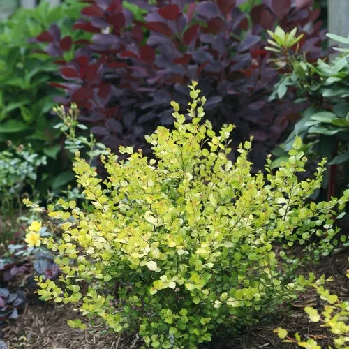 birch-cesky-gold Birch 'Cesky Gold'