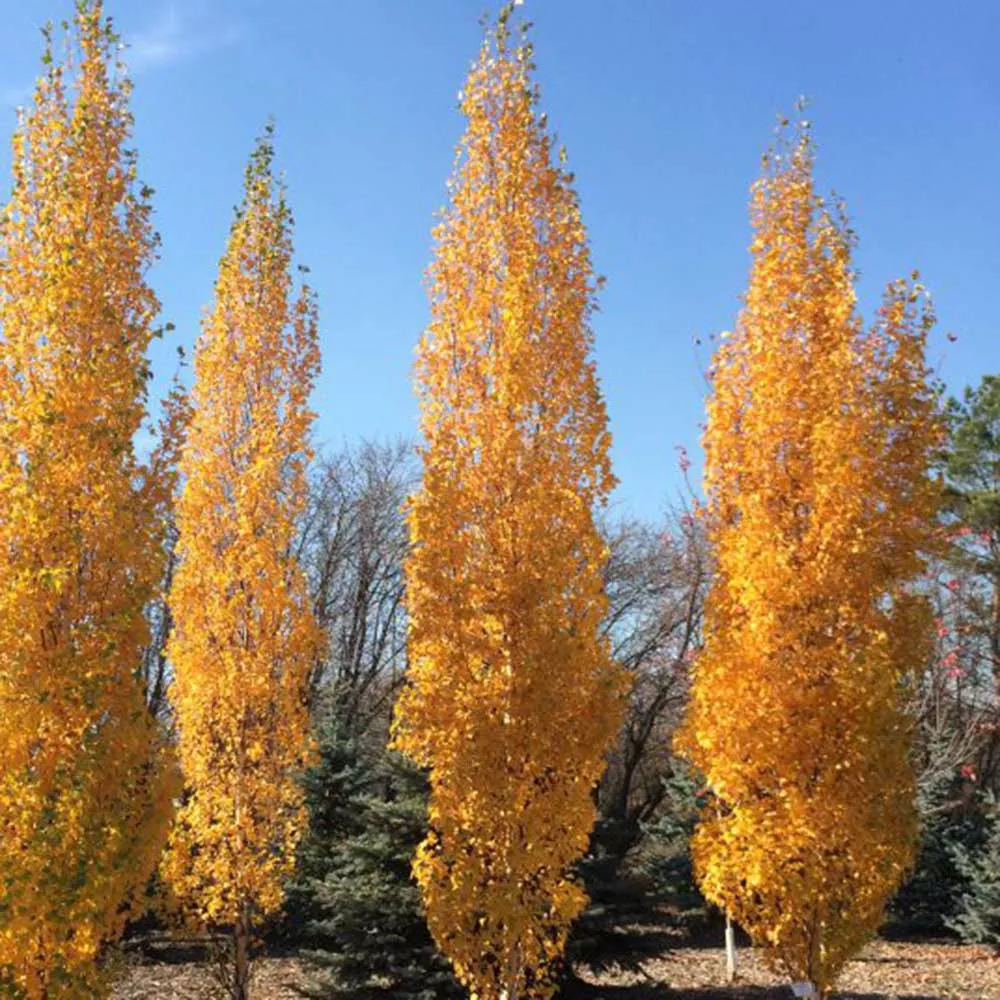 birch-parkland-pillar-bl Birch:'Parkland Pillar' - (BL)