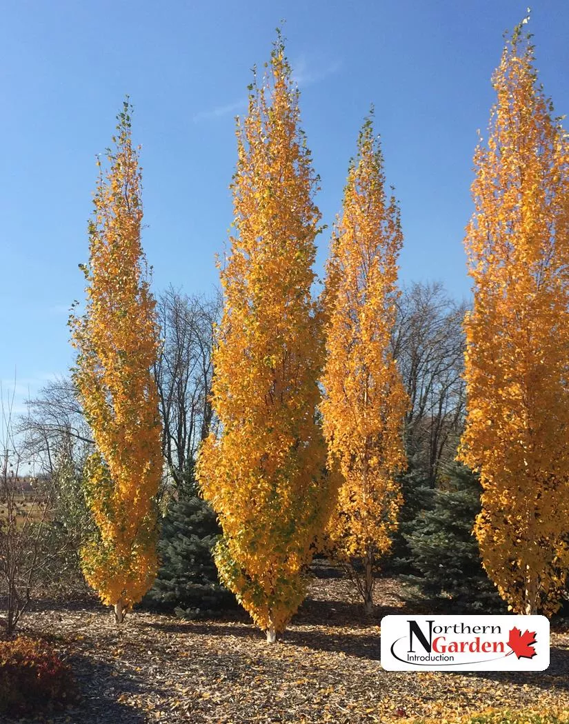 birch-parkland-pillar-jf Birch: 'Parkland Pillar' (Jf)