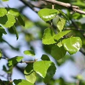 birch-tickle-creek-6-gal-is Birch: 'Tickle Creek' - 6 Gal (IS)