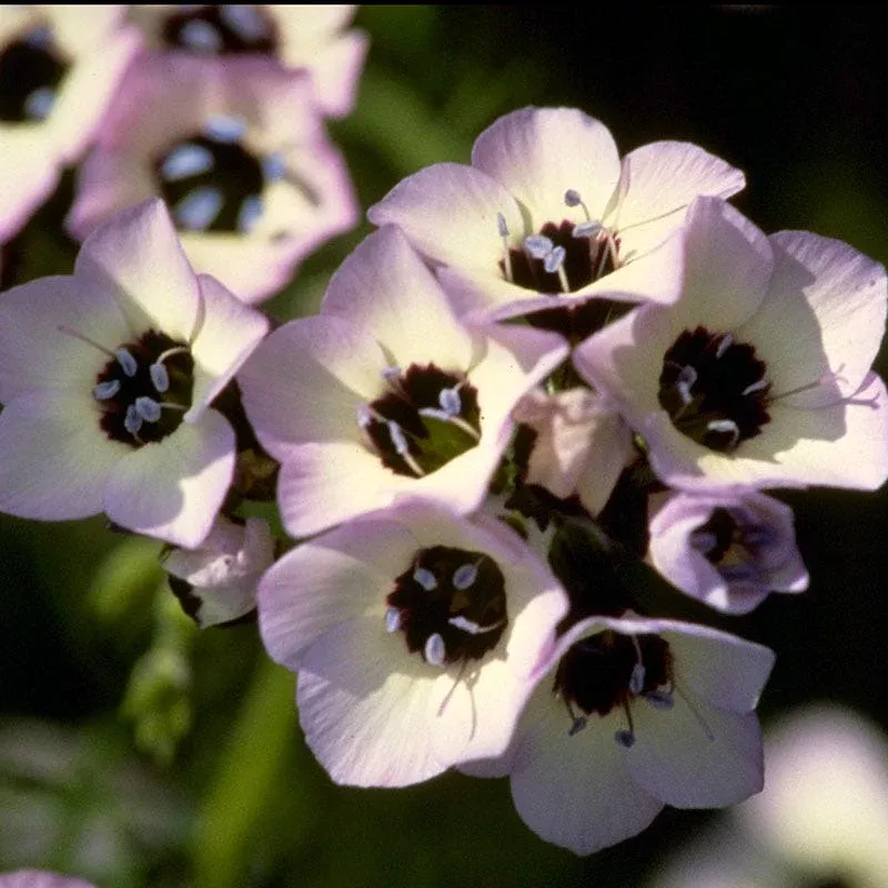 bird-s-eyes-seeds Bird's Eyes Seeds