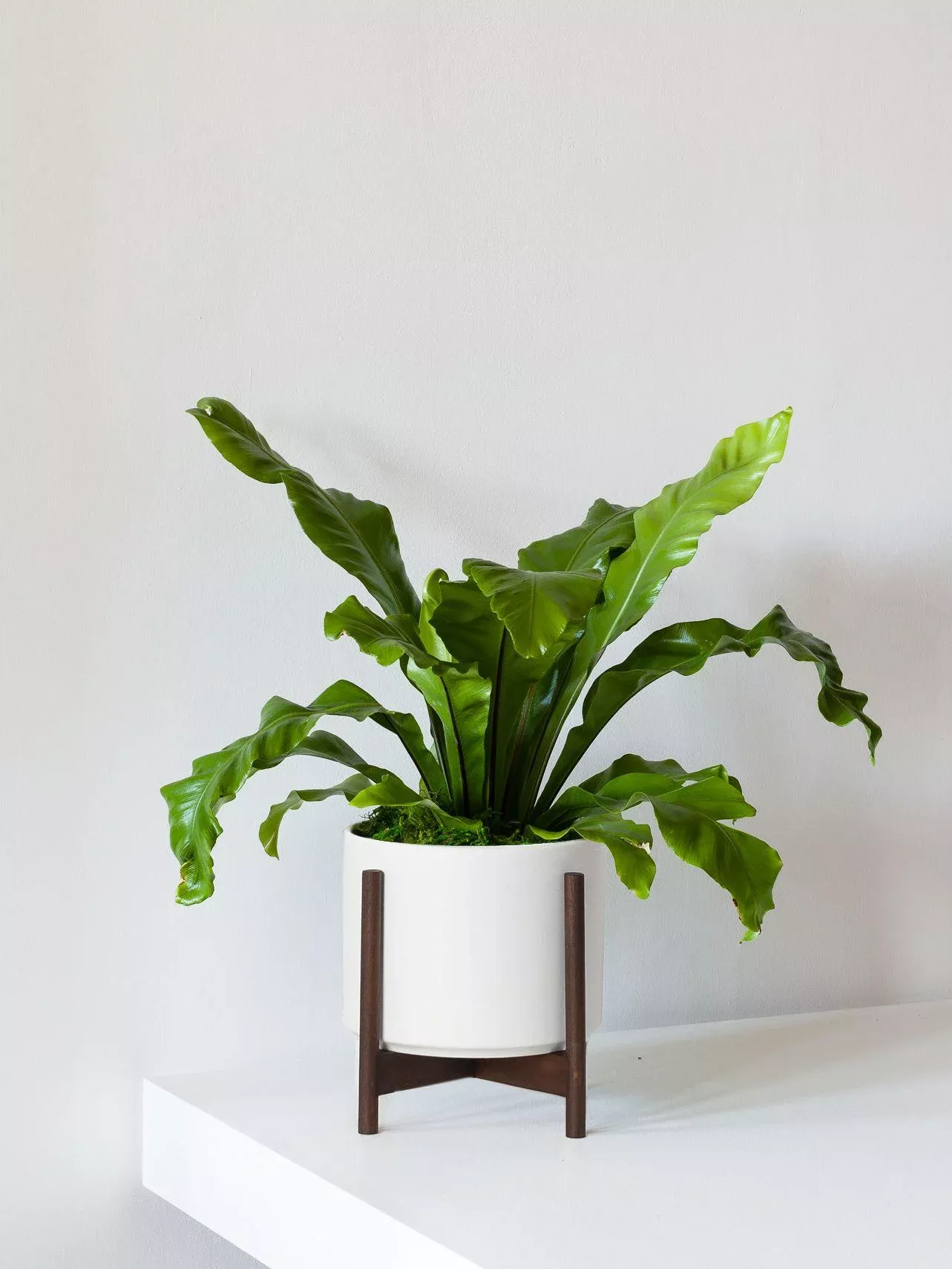 bird-s-nest-fern-1-1-ft-tall-medium-mid-century-ceramic Bird’s Nest Fern 1 – 1½ ft tall Medium Mid-Century Ceramic