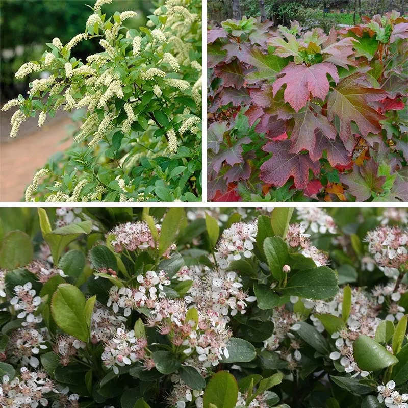 bird-watcher-native-shrub-collection Bird Watcher Native Shrub Collection
