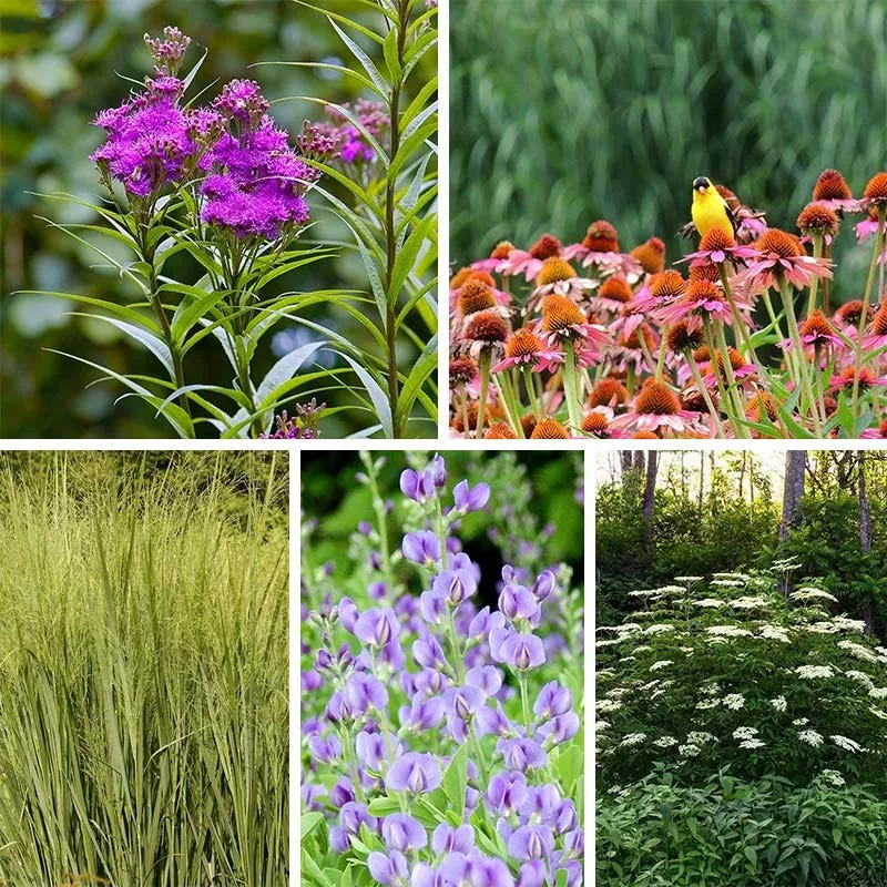 bird-watcher-plant-collection Bird Watcher Plant Collection