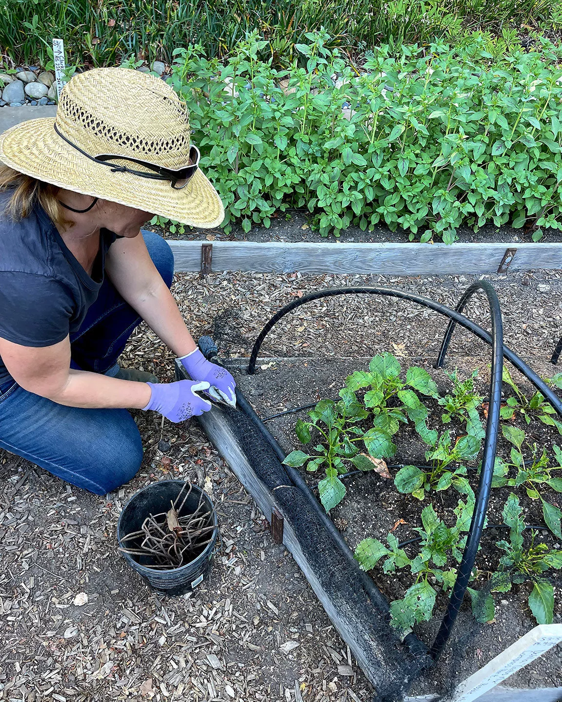 Bird X Netting: Critical Seedling Protection