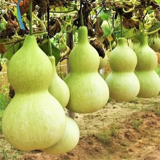 birdhouse-bottle-gourd Birdhouse Bottle Gourd