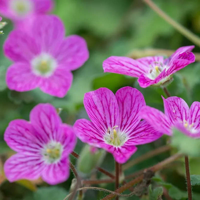 bishop-s-form-heronsbill-erodium Bishop's Form Heronsbill (Erodium)