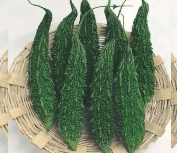 bitter-gourd-bahadur Bitter gourd-Bahadur