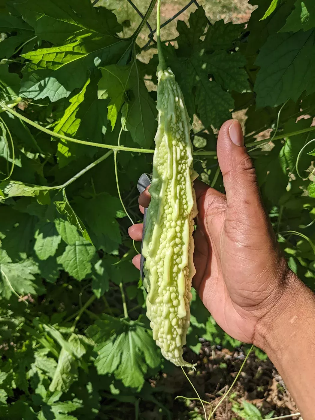 bitter-gourd-gori Bitter gourd-Gori