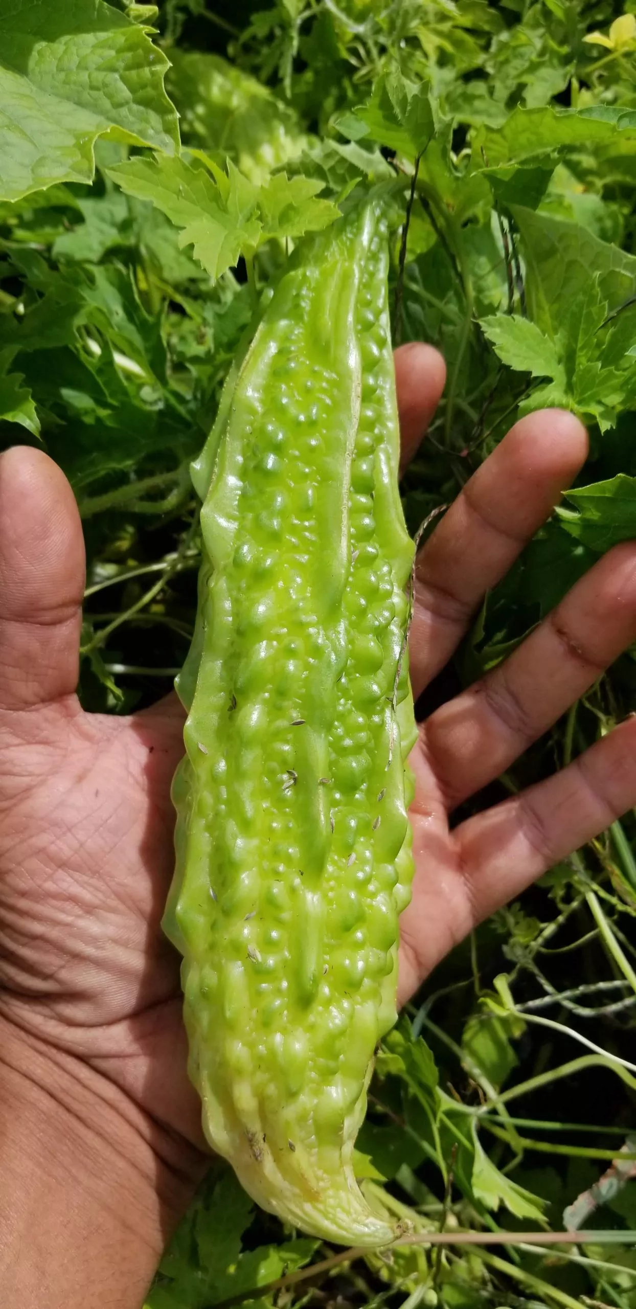 bitter-gourd Bitter Gourd