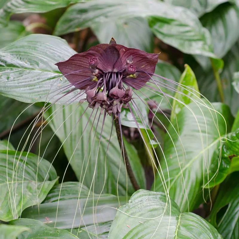 black-bat-flower-seeds Black Bat Flower Seeds