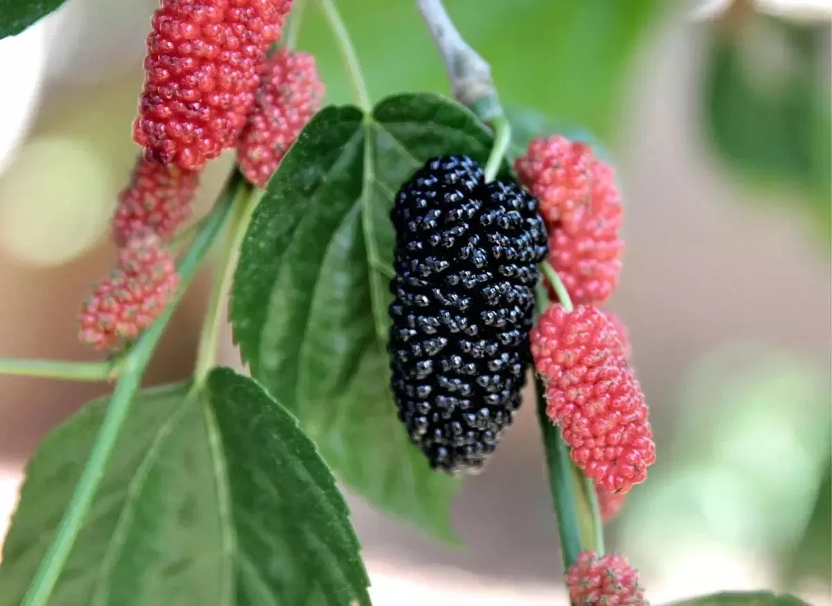 black-beauty-fruiting-mulberry Black Beauty Fruiting Mulberry