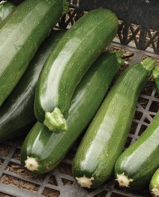 black-beauty-squash Black Beauty Squash