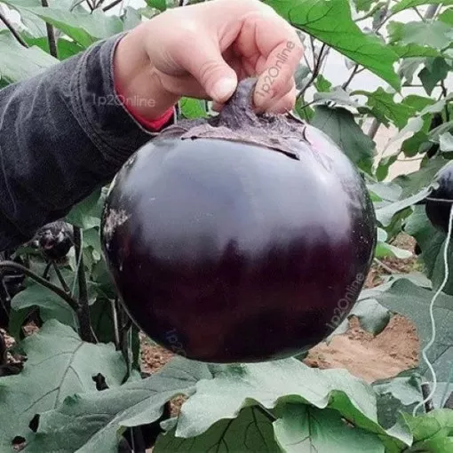 black-bowling-ball-eggplant-seeds Black Bowling Ball Eggplant Seeds