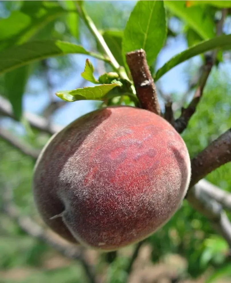 Black Boy Peach