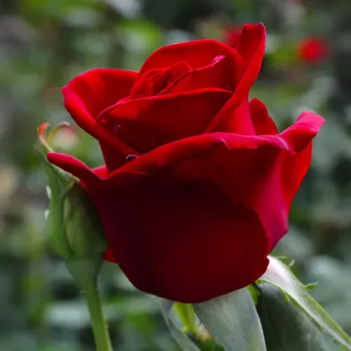 black-cherry-floribunda-rose Black Cherry Floribunda Rose