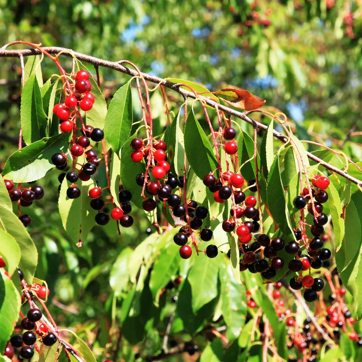 black-cherry-tree Black Cherry Tree