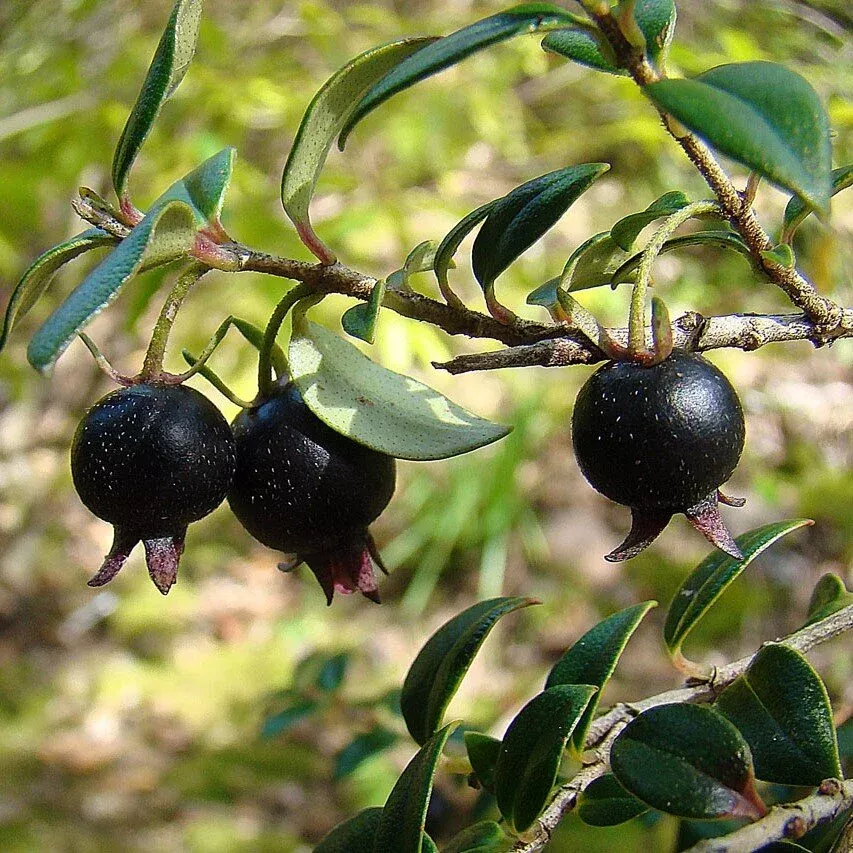 black-chilean-guava Black Chilean Guava