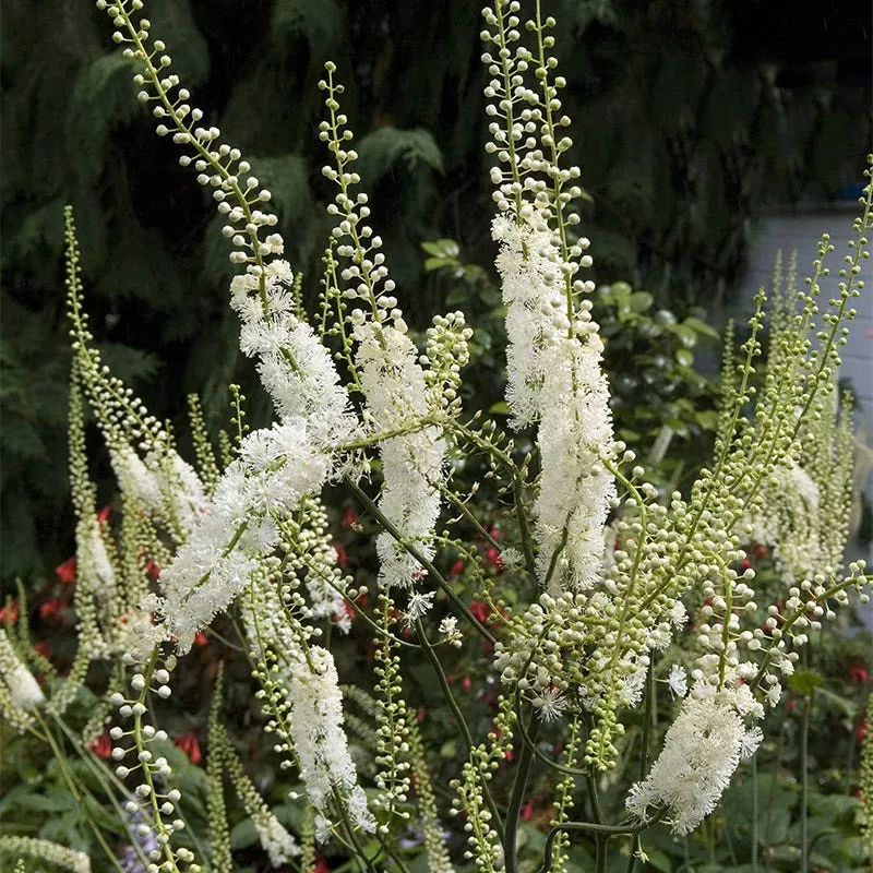 black-cohosh Black Cohosh