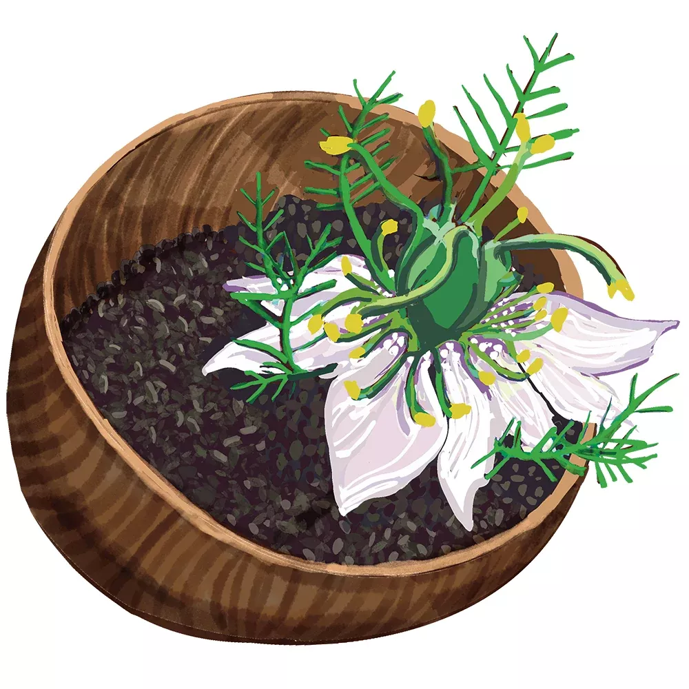 Black Cumin